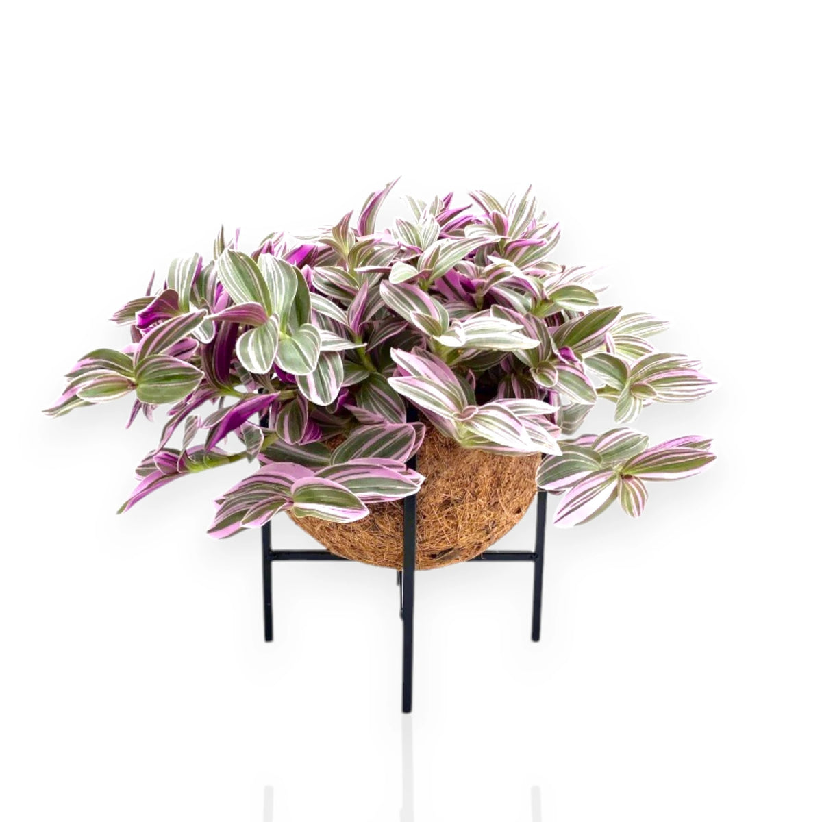 Tradescantia cerinthoides 'Sweetness' con fogliame ricadente coltivata in un elegante ambiente interno.