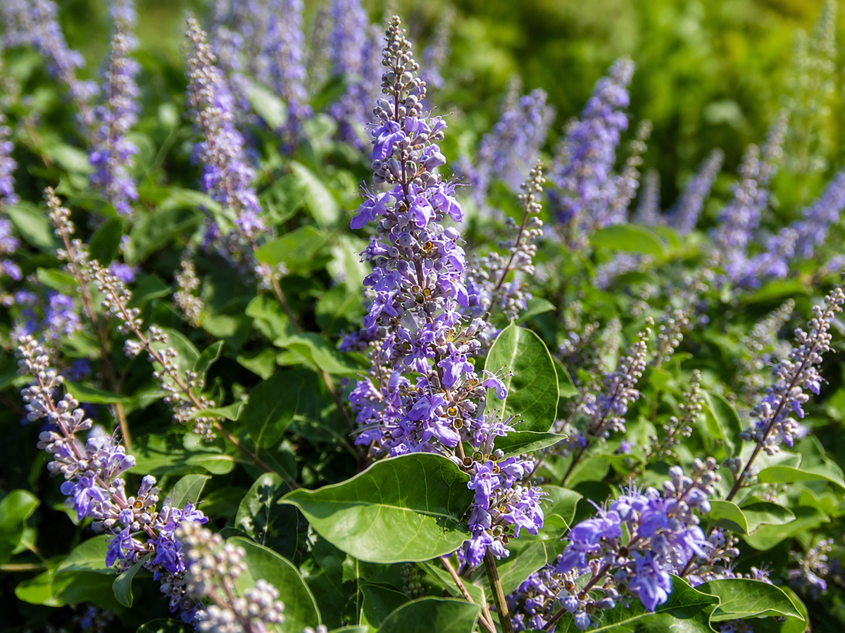 Spighe blu-viola di Vitex Chicagoland Blues