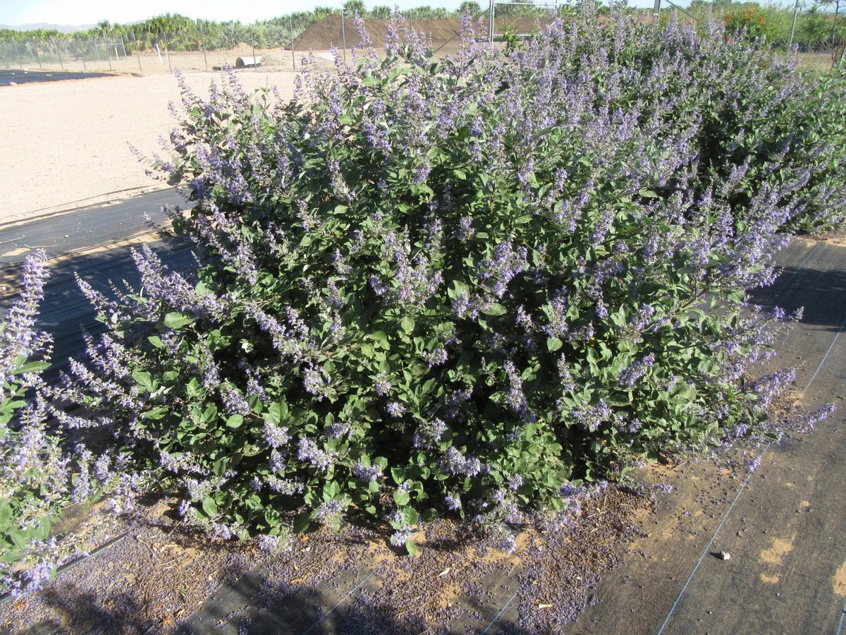 Arbusto fiorito di Vitex Chicagoland Blues
