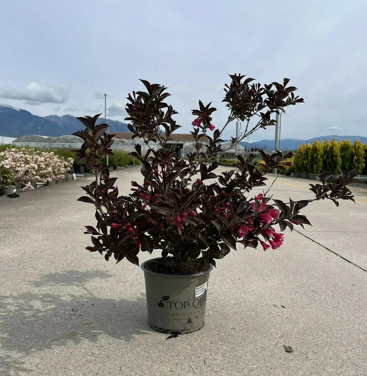 Arbusto con foglie porpora in vaso