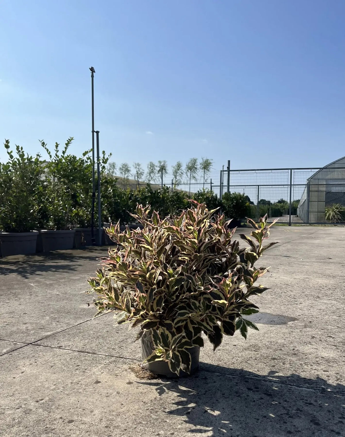 Arbusto di Weigela Monet ornamentale