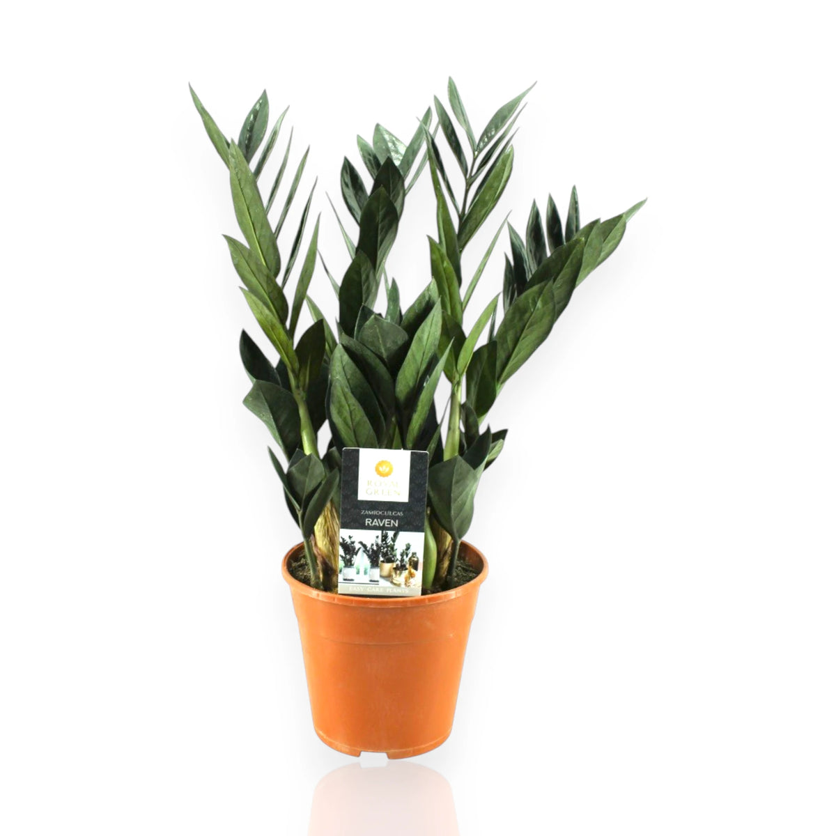 Zamioculcas Raven con foglie scure