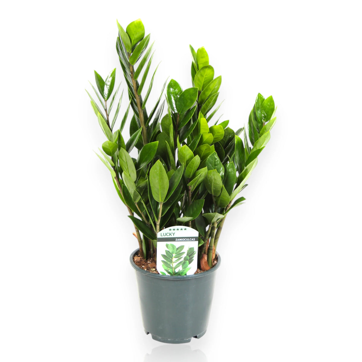 Pianta ZZ in vaso moderno