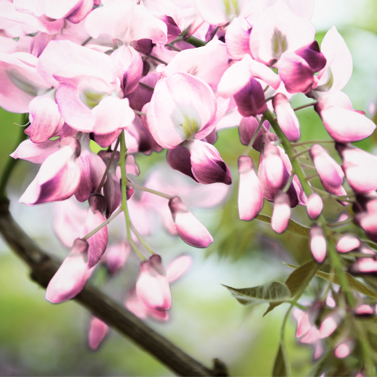 Dettaglio dei fiori rosa chiaro del Glicine Wisteria brachybotrys Showa Beni