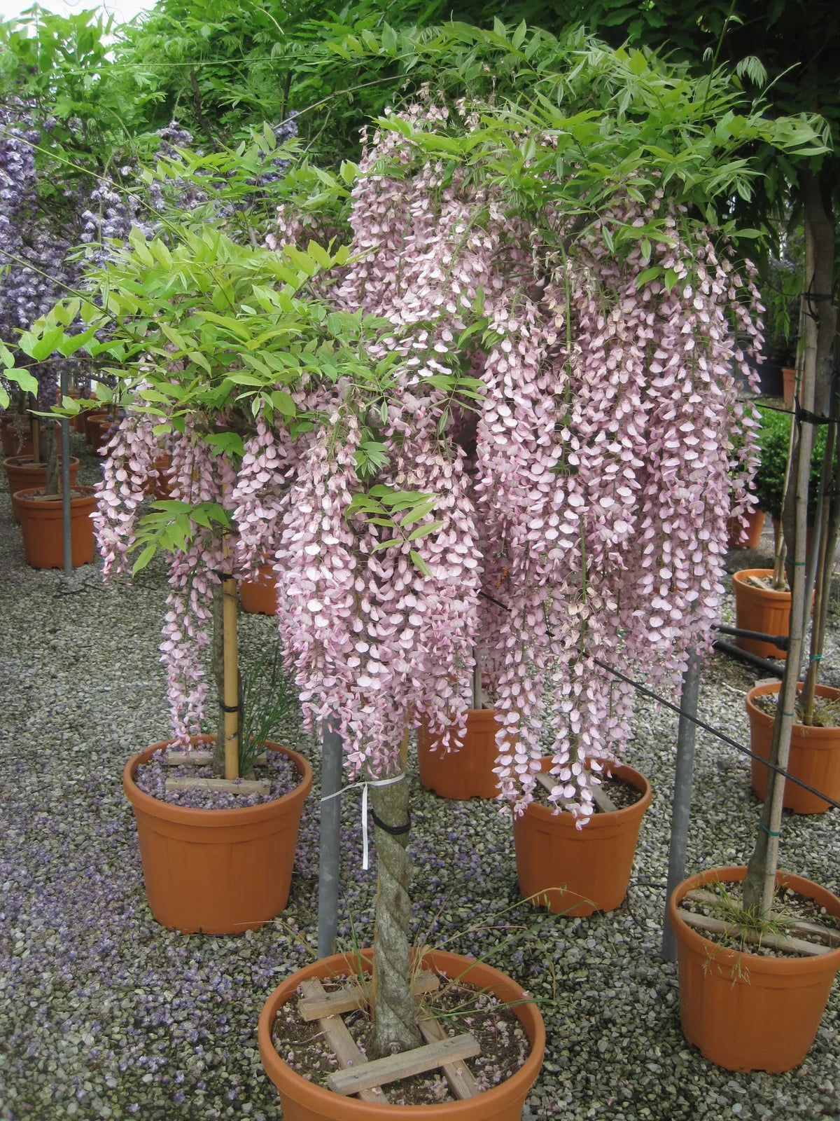 Glicine Wisteria floribunda Rosea in vaso con lunghi grappoli di fiori rosa pendenti