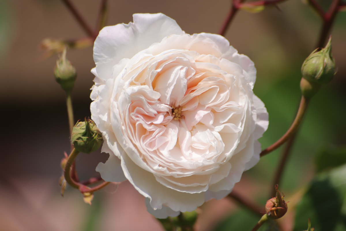 Fiore di rosa bianco crema con boccioli su ramo di rosa.