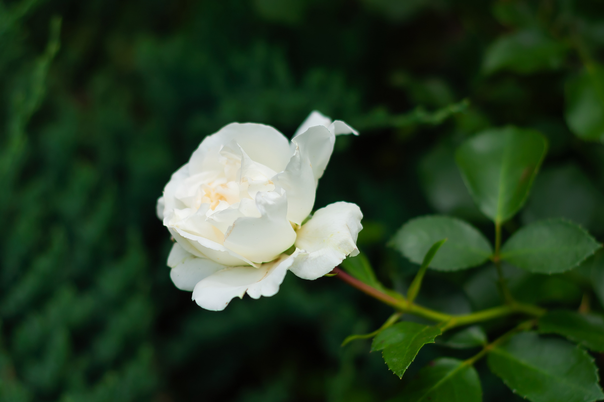 Fiore di rosa bianca su pianta di rosa con foglie verdi.