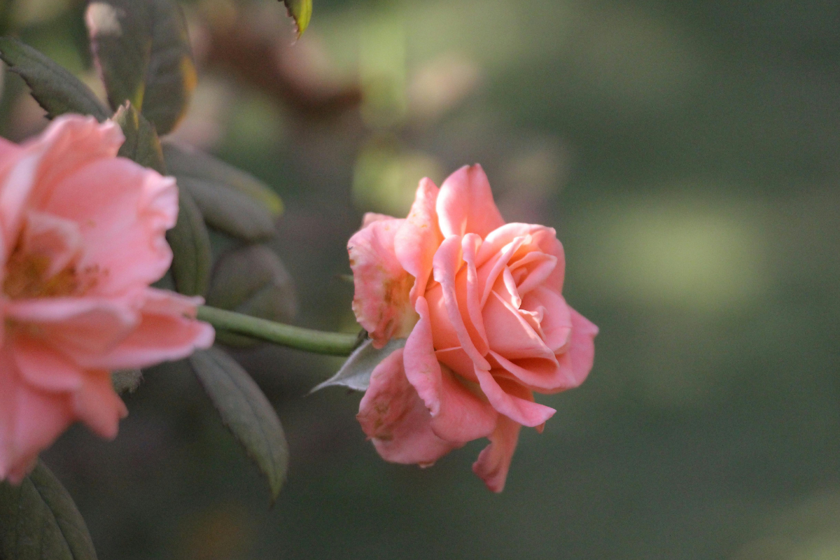 Concime per rose: cosa usare per fioriture esplosive e colori brillanti