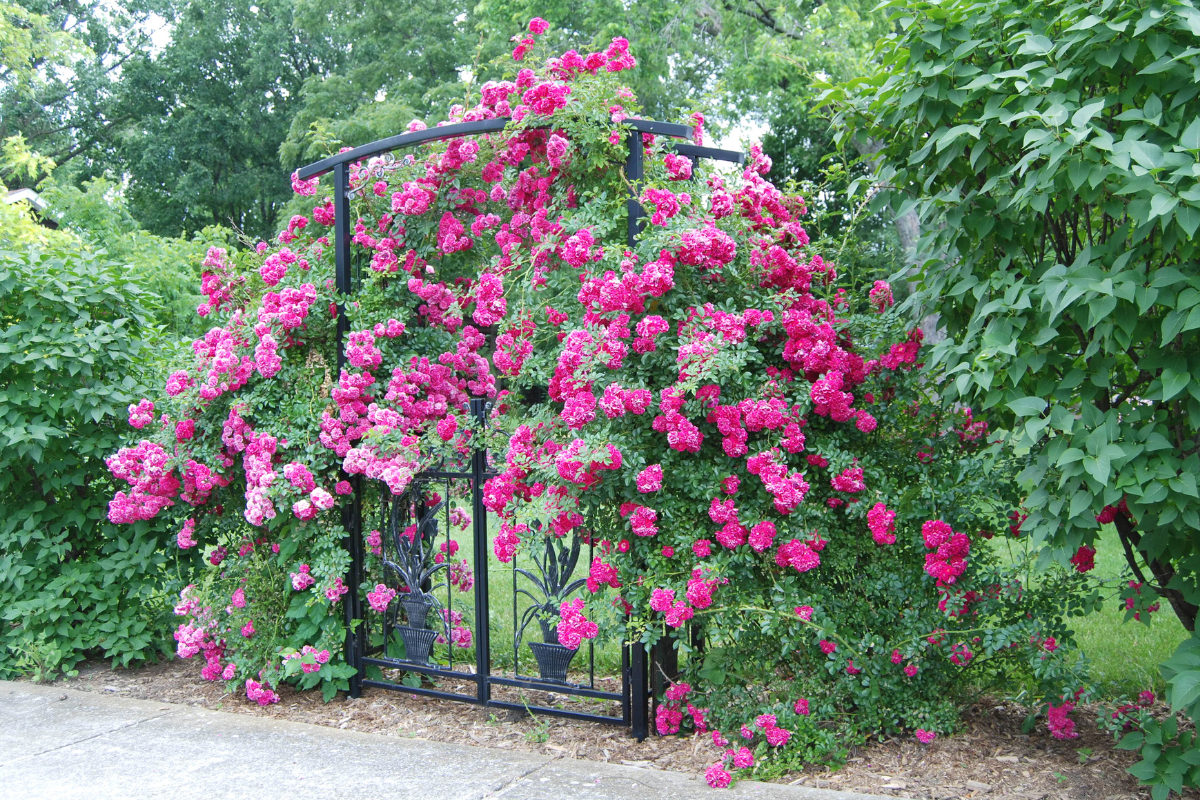Rosa rampicante rosa in piena fioritura su arco da giardino.