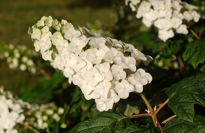 Hydrangea quercifolia 'Applause' in piena fioritura con grandi fiori conici bianchi