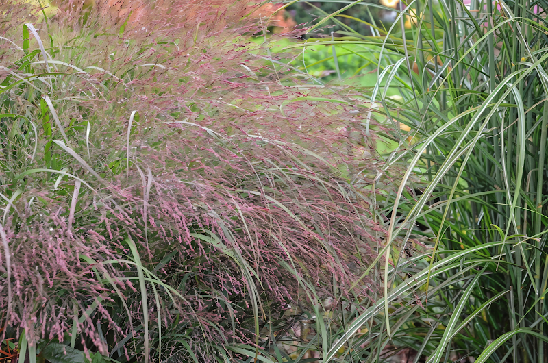 Panicum virgatum Apache Rose in un giardino naturalistico estivo