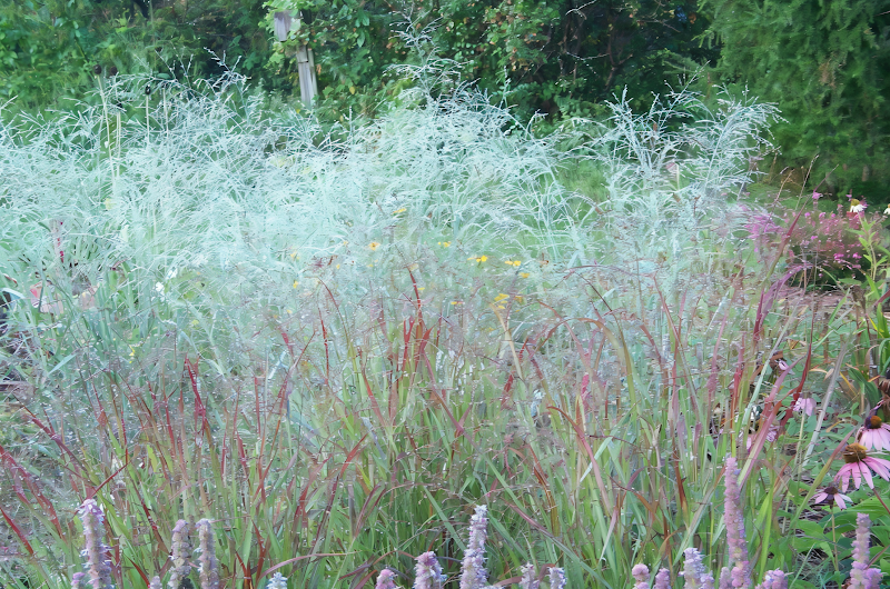 Panicum virgatum ornamentale con fogliame leggero e arioso.