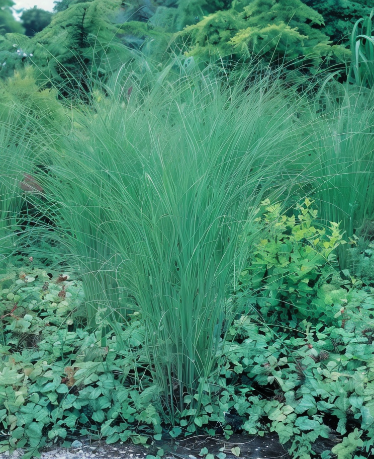 Miscanthus sinensis Gracillimus con spighe dorate al tramonto in giardino