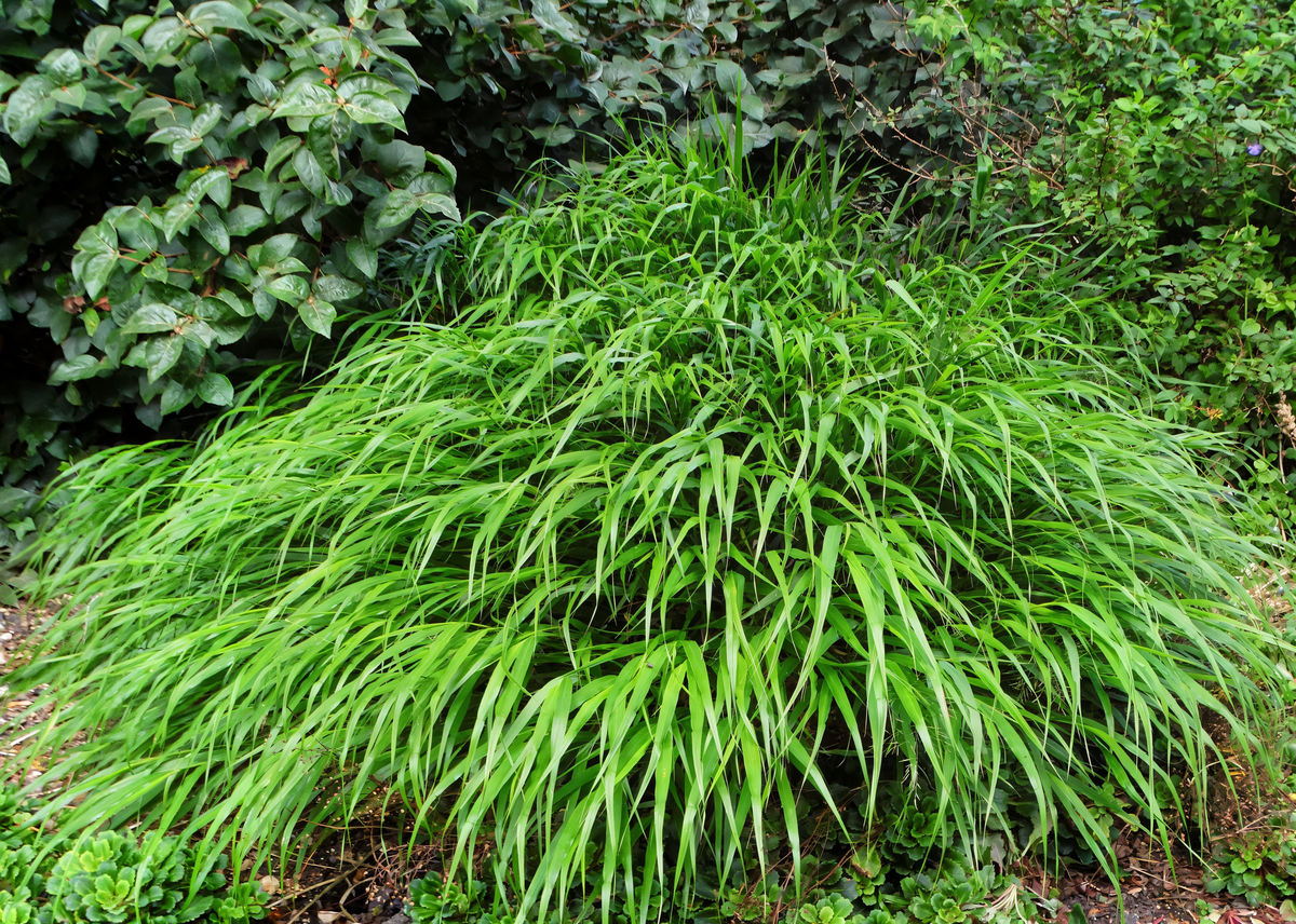 Hakonechloa macra 'Greenhills' erba del Giappone in giardino ombreggiato