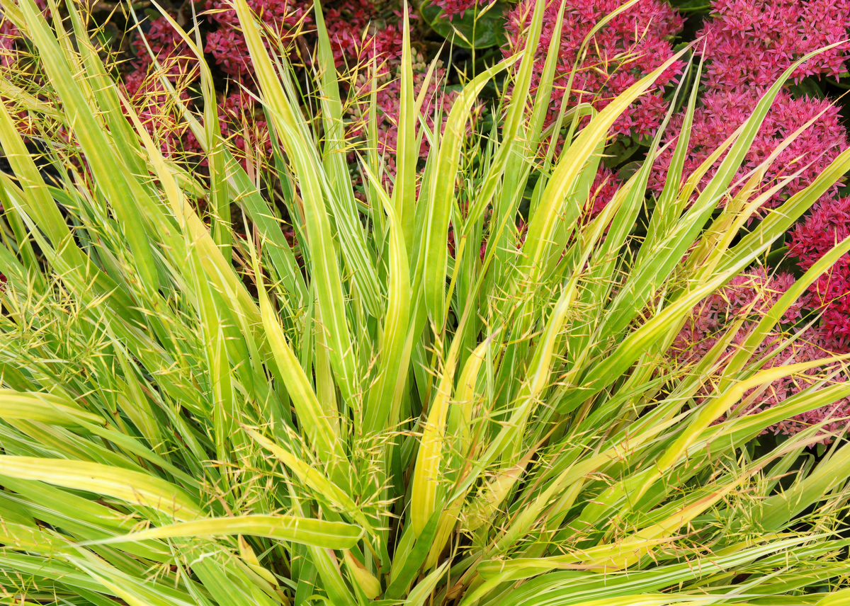 Hakonechloa macra Stripe It Rich in giardino, con fogliame variegato verde e crema che forma una cascata