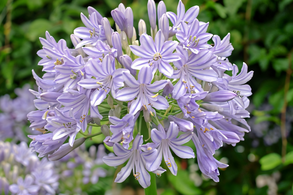 Agapanthus 'Glenavon' in piena fioritura con fiori blu-violetto e lunghe foglie verdi