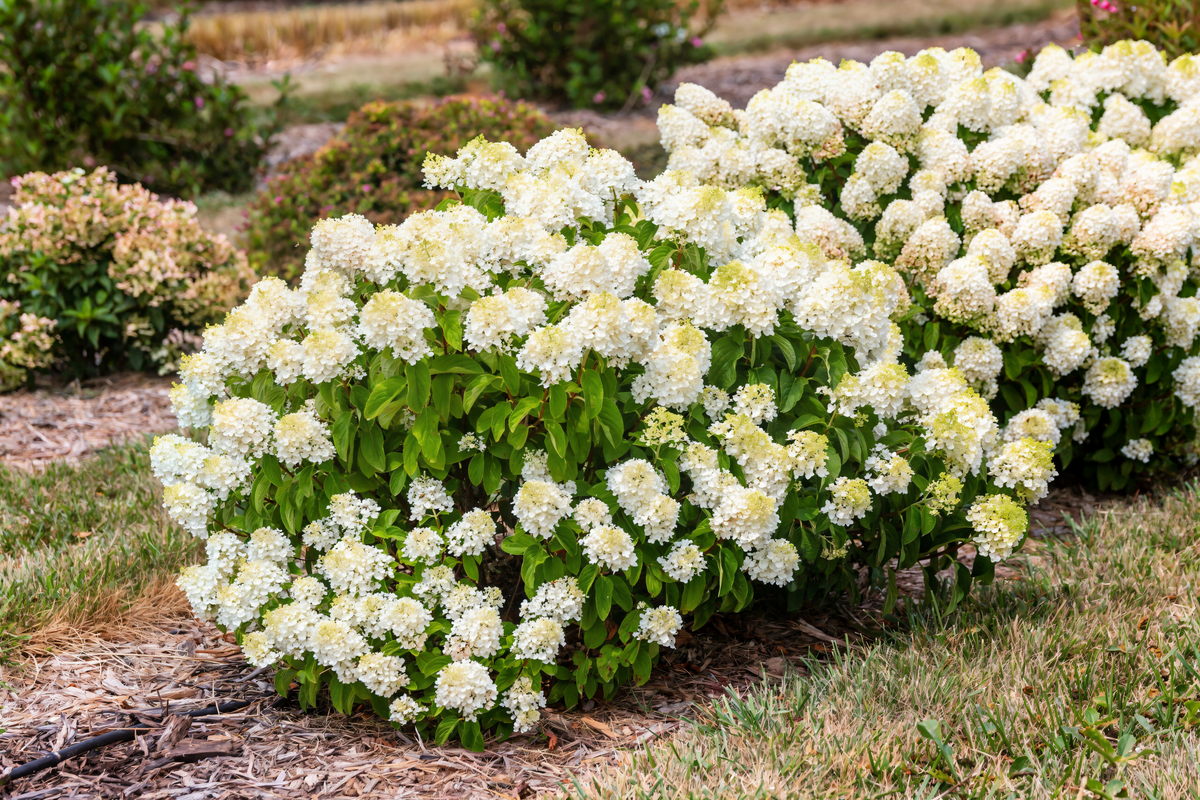 Hydrangea paniculata Little Hottie in fiore in un giardino soleggiato