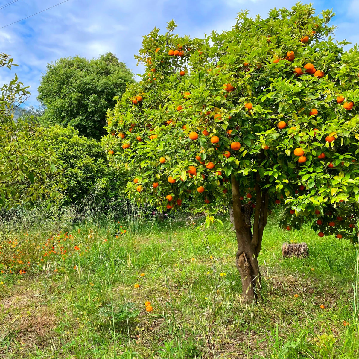 Arancio Tarocco - Citrus sinensis - Arance