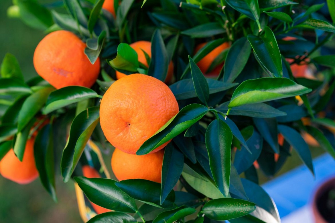 Piante di agrumi
