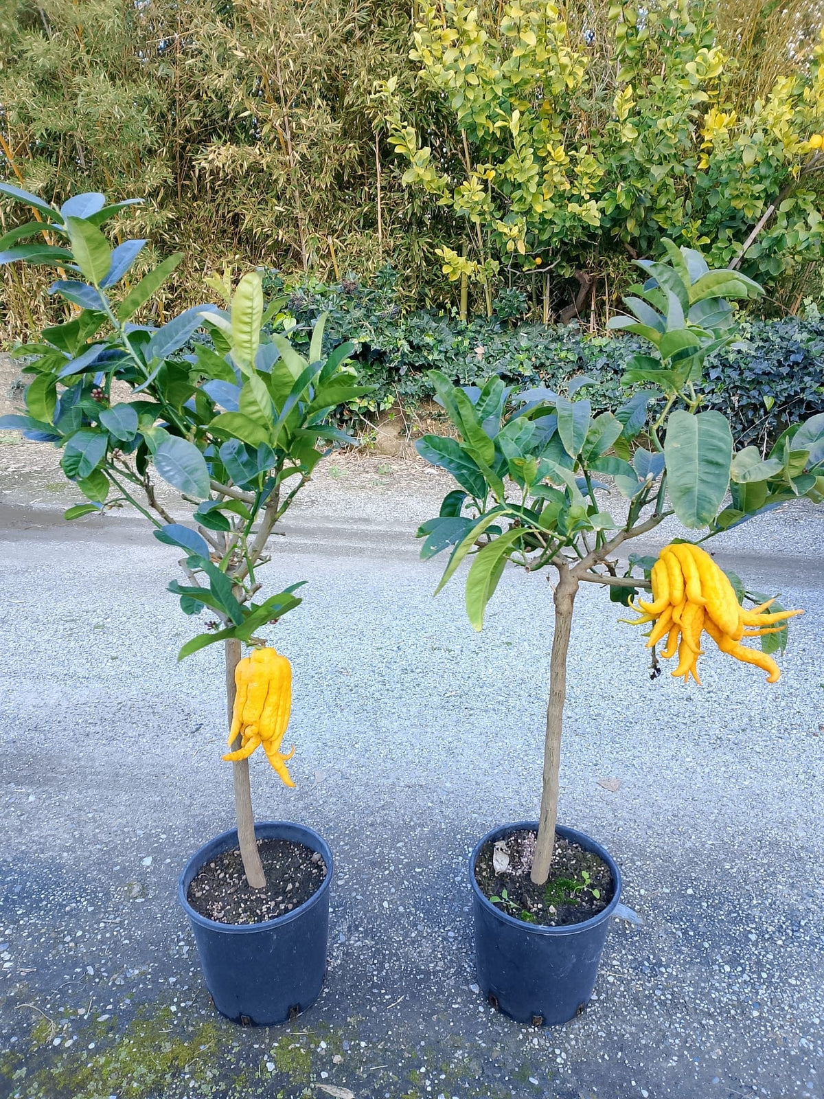 Mano di Buddha - Citrus medica - Agrumi particolari