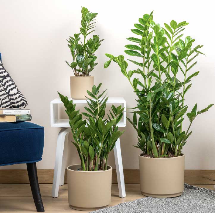 Piante da interno