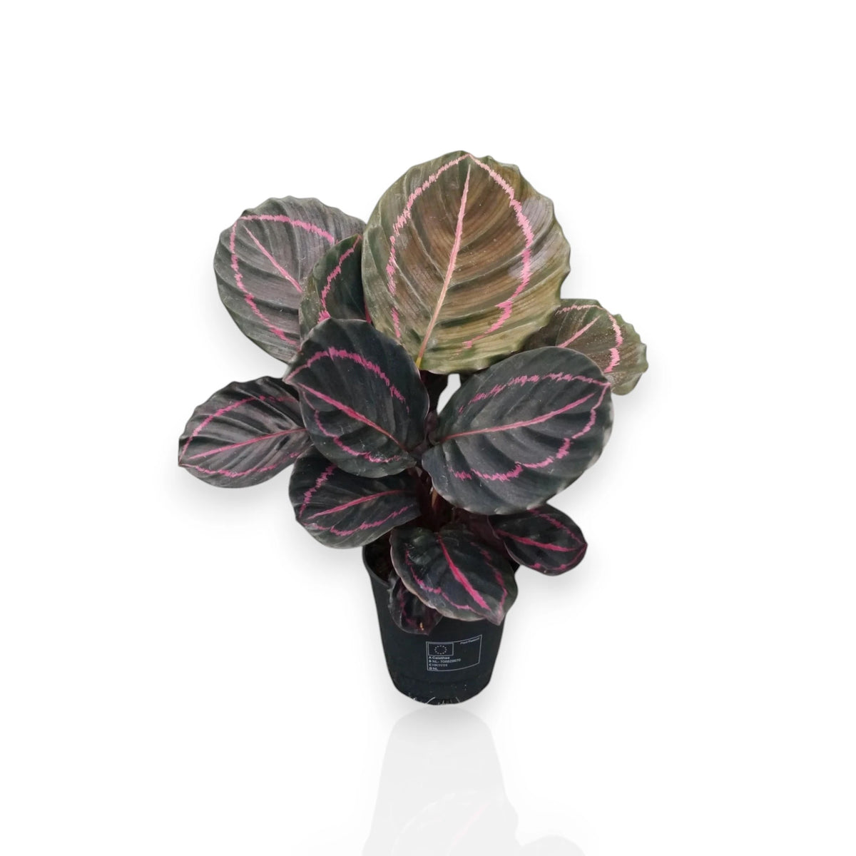 Calathea roseopicta 'Dottie'