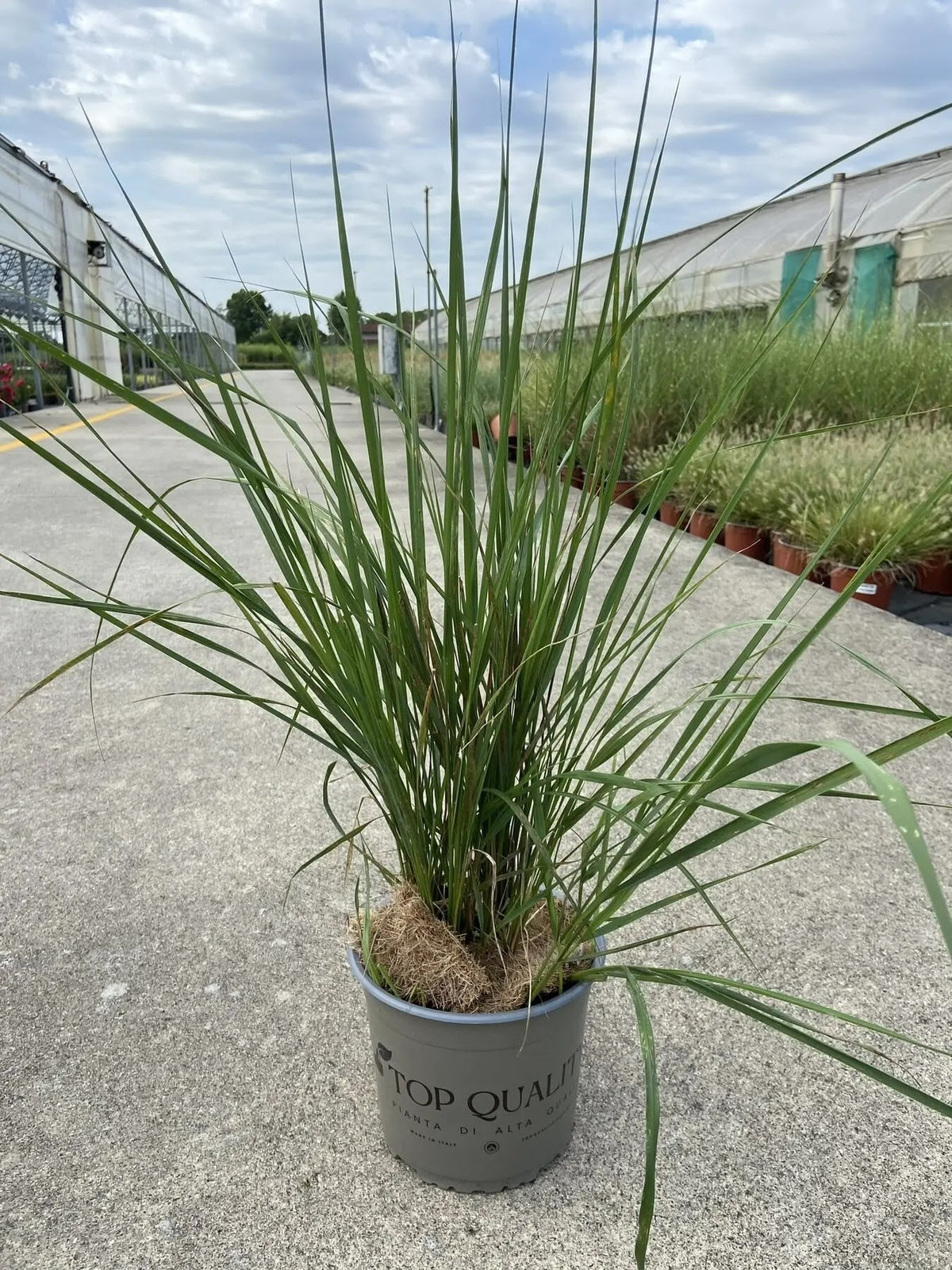 Dettaglio spighe rosate piumose di Calamagrostis acutiflora Brachytricha in fioritura autunnale
