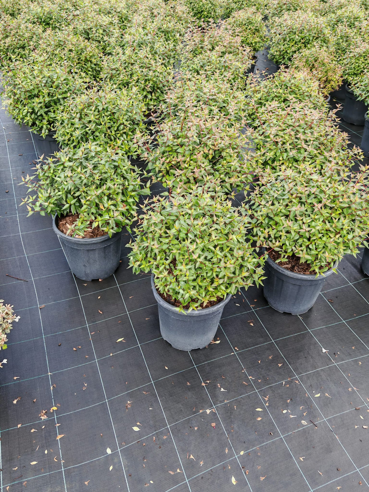 Abelia grandiflora arbusto sempreverde con fiori bianchi profumati in giardino