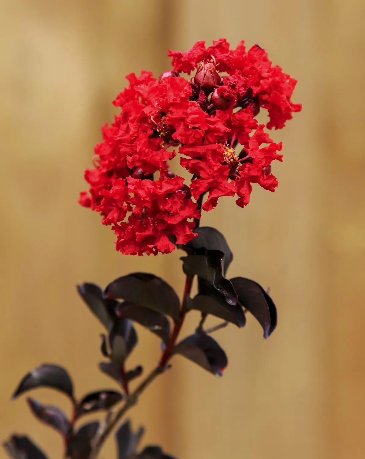 Lagerstroemia indica 'Black Solitaire Red Hot'