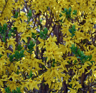 Forsythia Intermedia Weekend con fiori giallo oro su rami spogli in giardino primaverile
