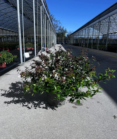 Fiori bianchi profumati di Abelia grandiflora Compacta a forma di piccole trombette