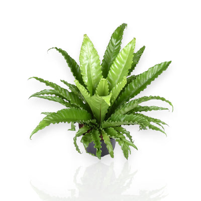 Asplenium antiquum 'Osaka'