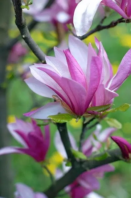 Magnolia liliiflora 'Betty'