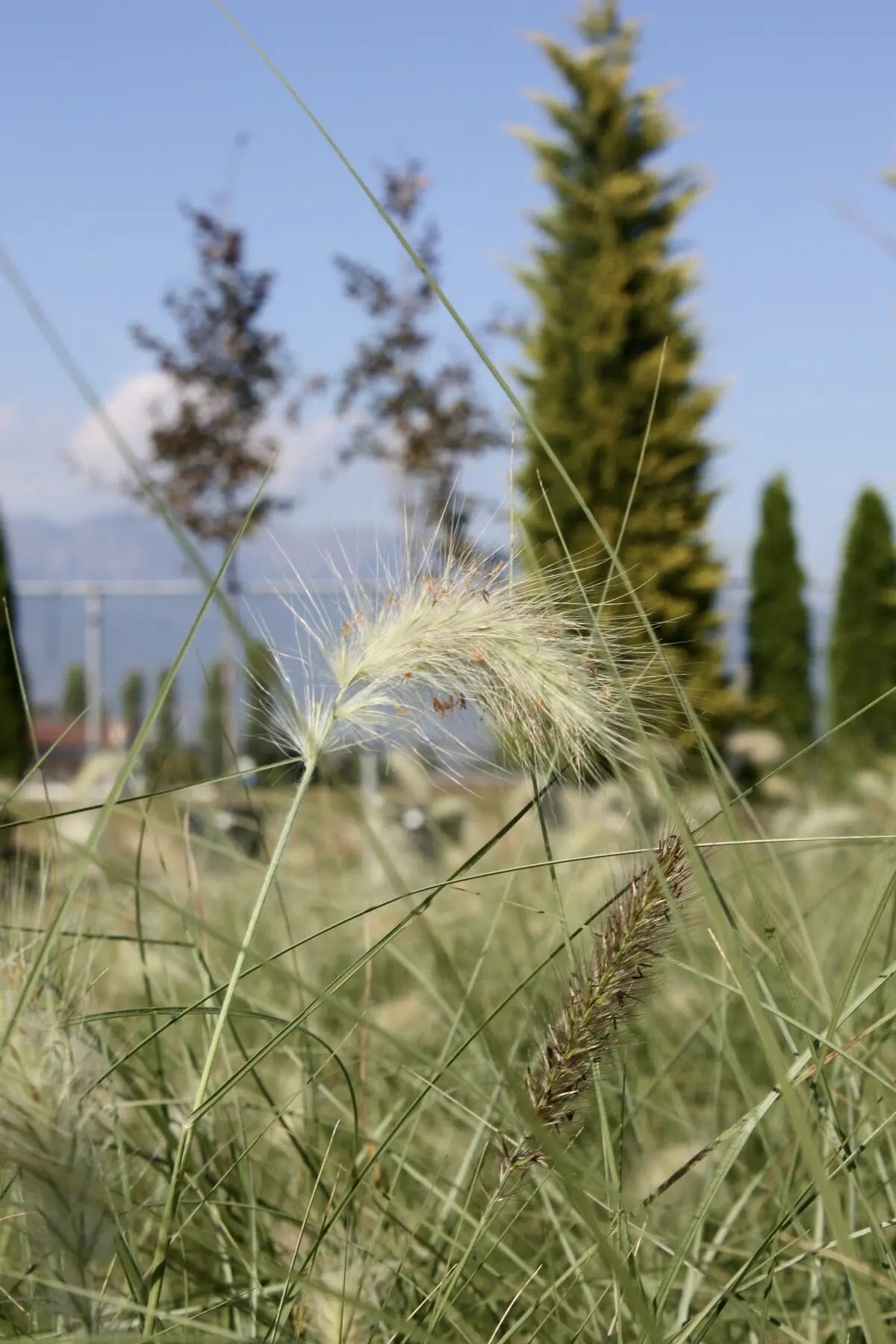 Pennisetum villosum in giardino con spighe bianche piumose che ondeggiano al vento