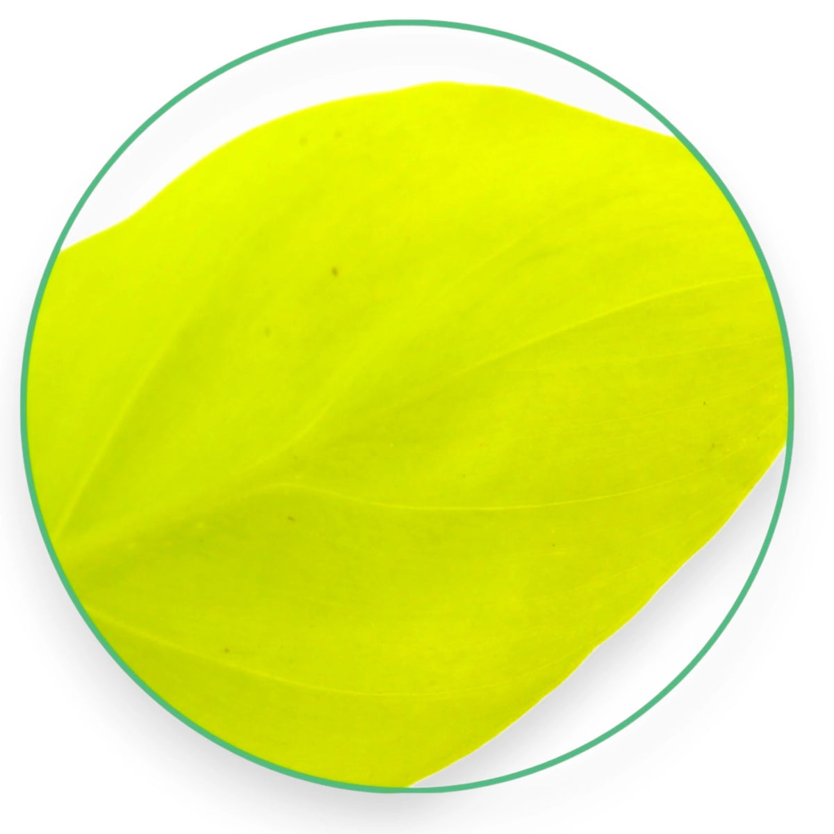 Dettaglio foglia vellutata di Philodendron Micans con riflessi bronzati e texture caratteristica
