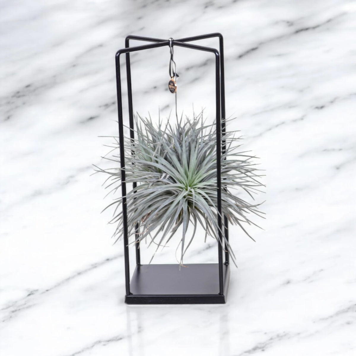 Tillandsia 'Cube'