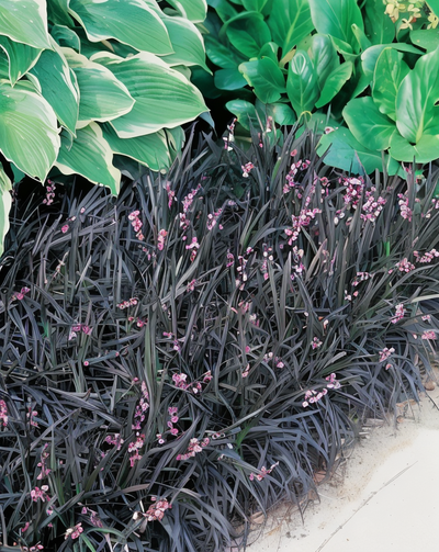 Ophiopogon planiscapus 'Black Dragon'