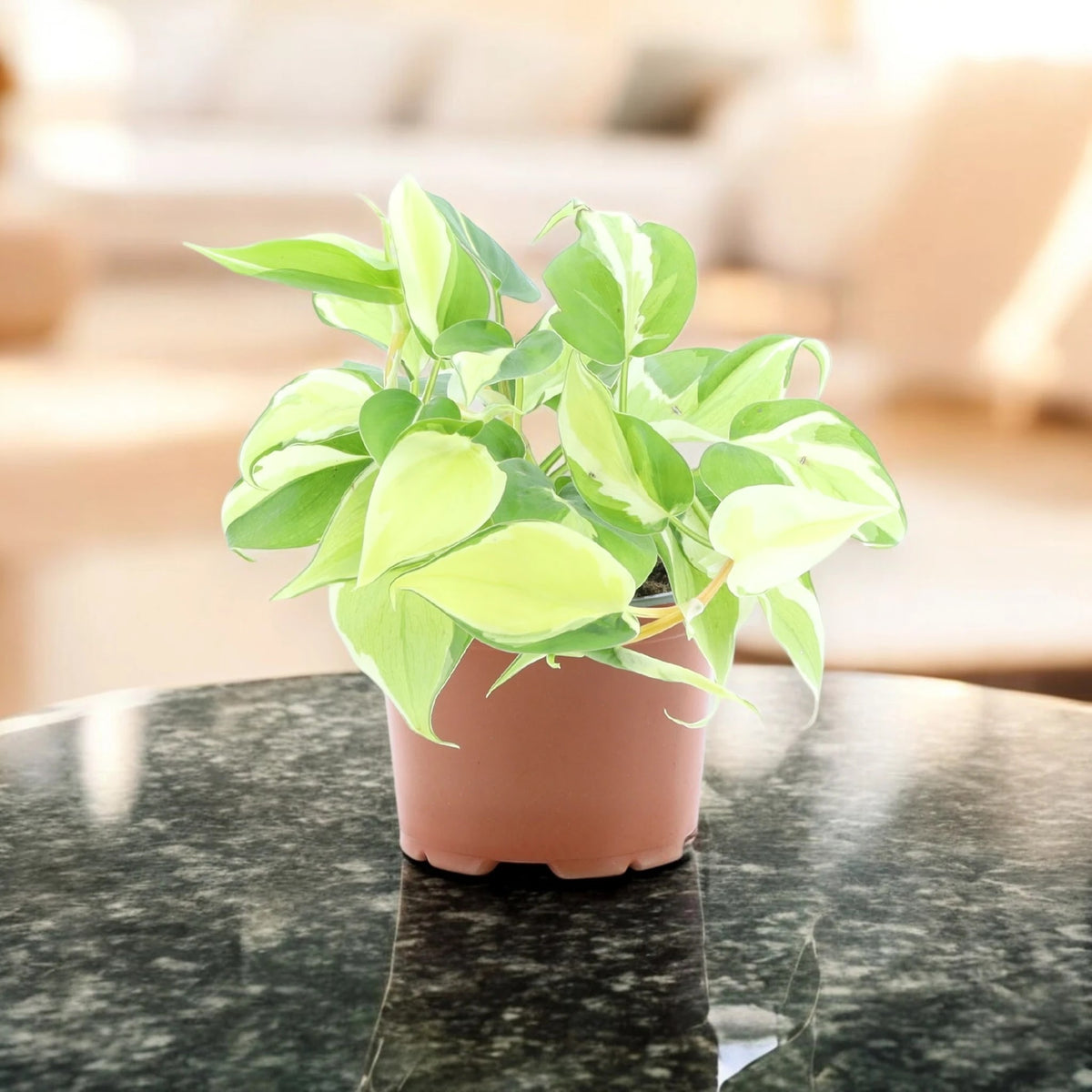 Philodendron scandens 'Rio'