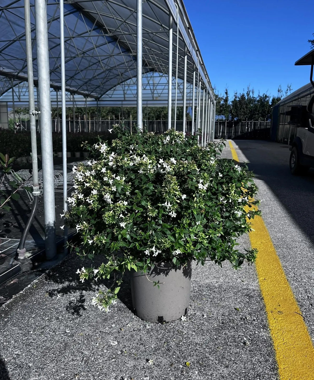 Abelia grandiflora 'Compacta'