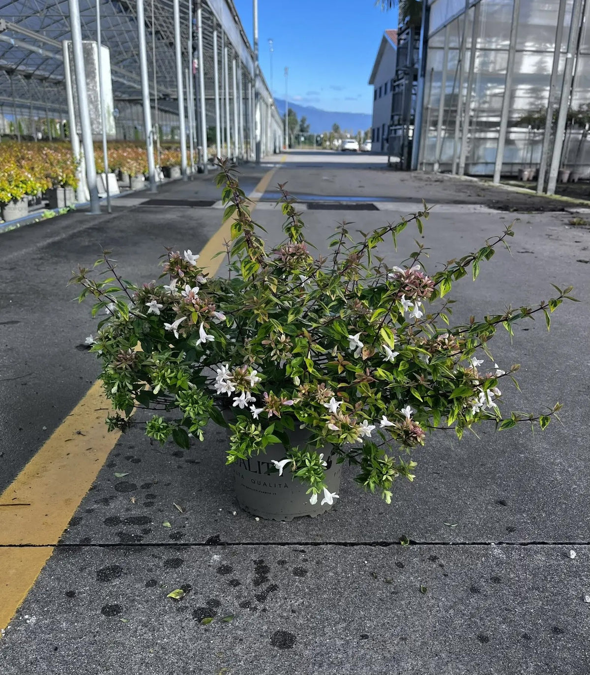 Dettaglio foglie variegate e fiori bianchi profumati di Abelia grandiflora Kaleidoscope