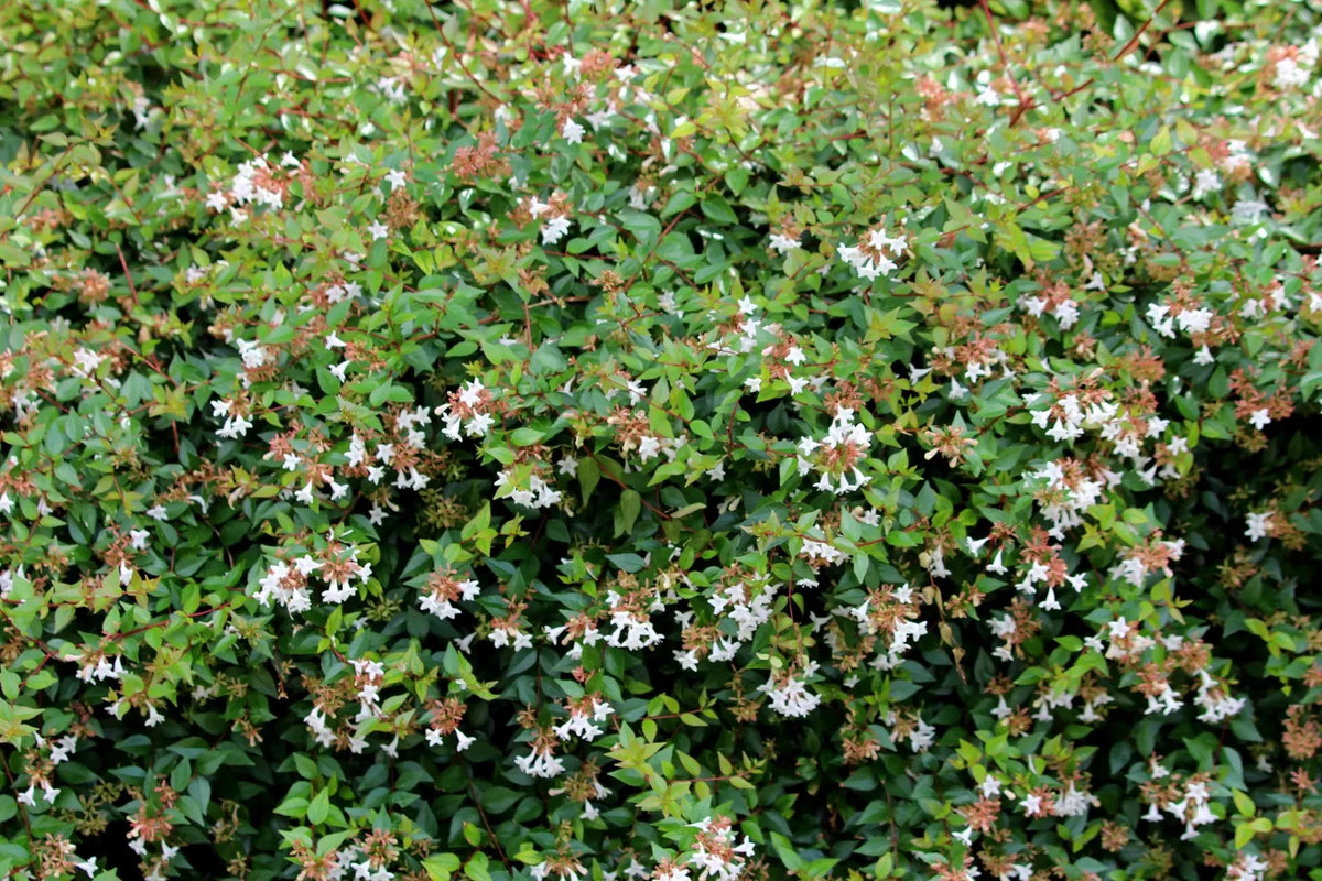 Abelia grandiflora 'Compacta'
