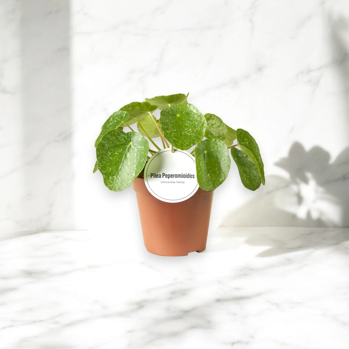 Pilea peperomioides 'Sugar'