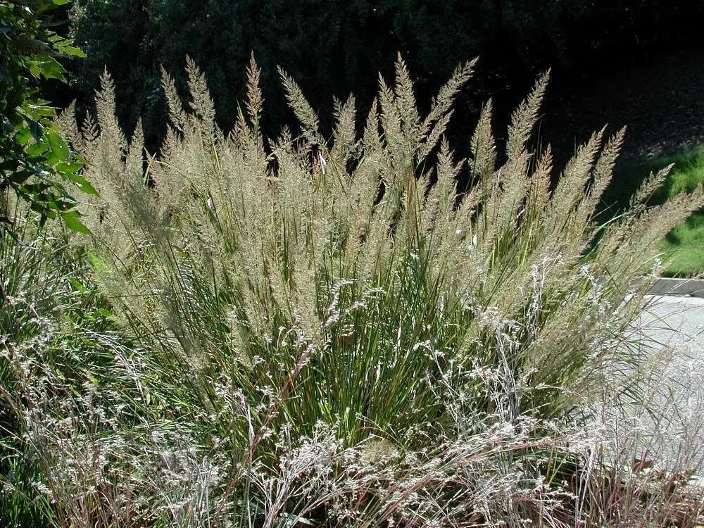 Calamagrostis acutiflora Brachytricha con cespo verde e spighe piumose rosate in giardino naturalistico