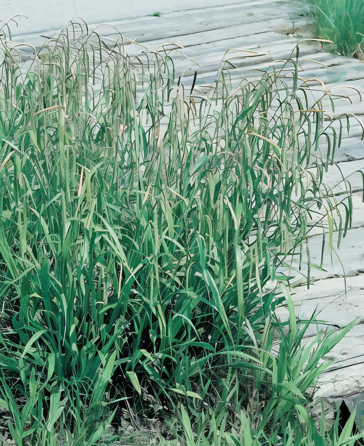 Carex pendula carice gigante con fogliame denso e spighe brunastre pendule in giardino acquatico