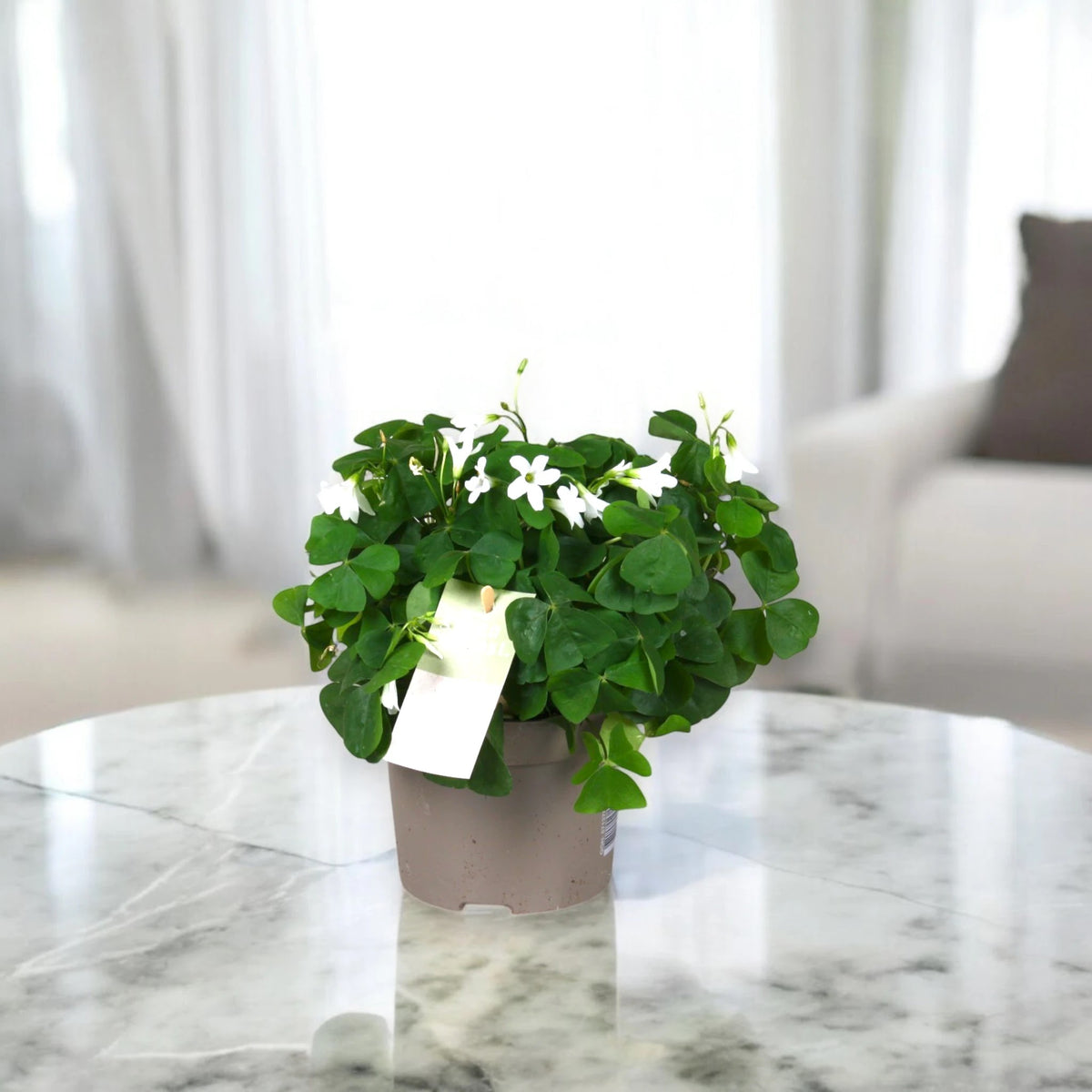 Dettaglio delle foglie triangolari viola intenso dell'Oxalis triangularis con nervature evidenti
