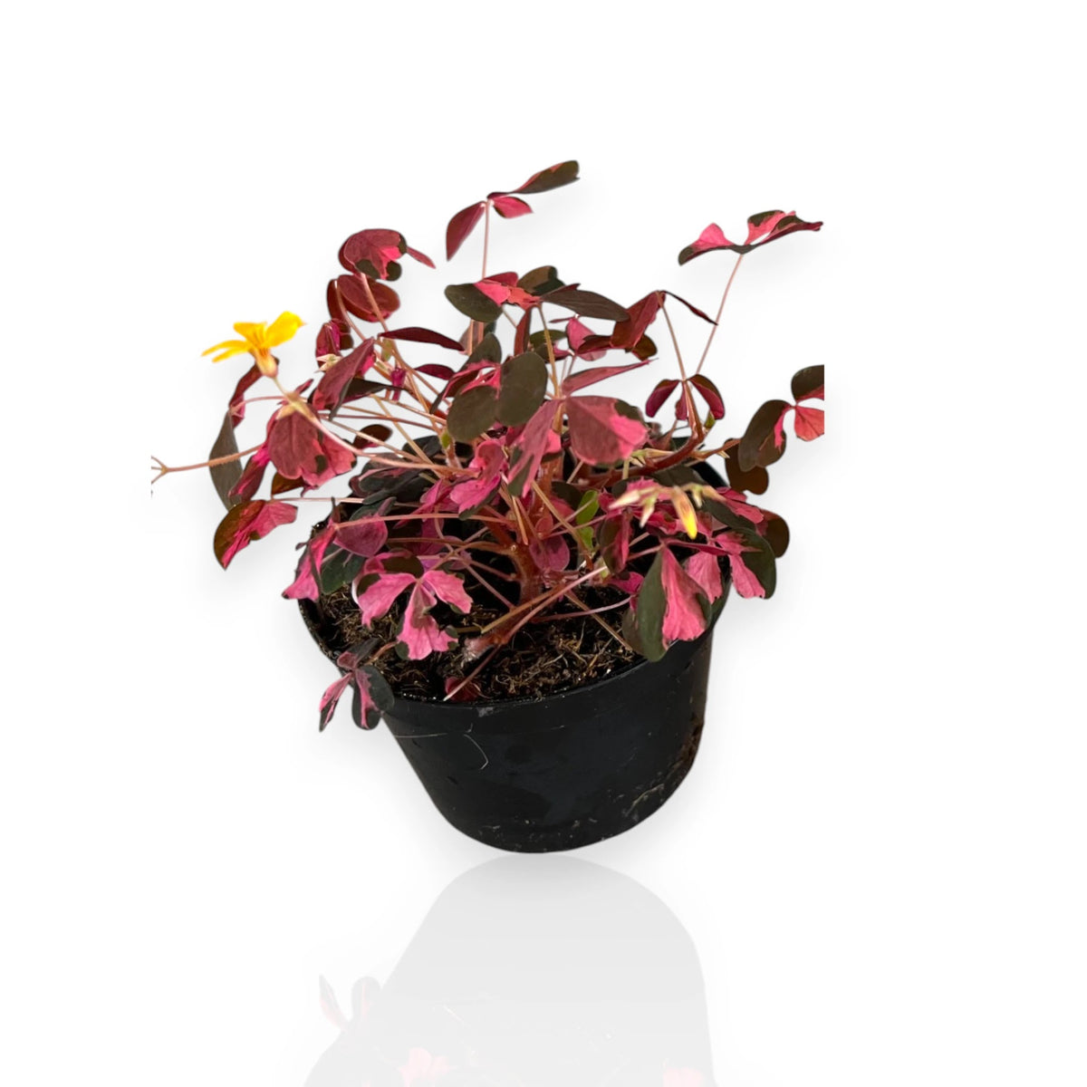 Oxalis triangularis variegata in vaso con foglie triangolari viola e crema aperte