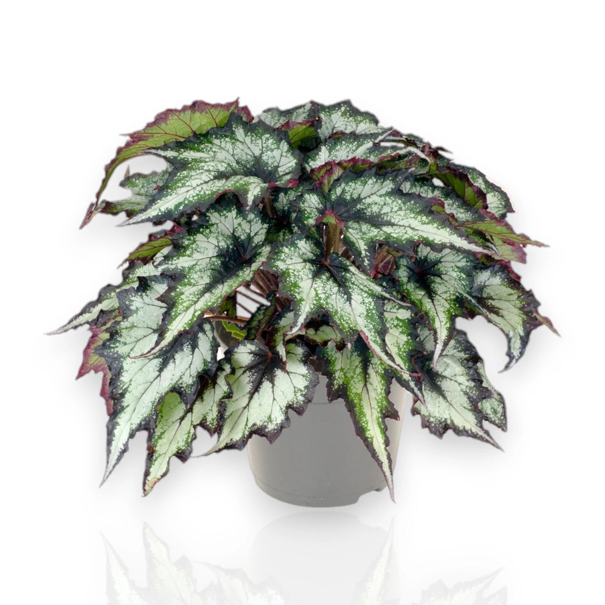 Begonia rex Green Valley con foglie verdi argentate in vaso decorativo da interno