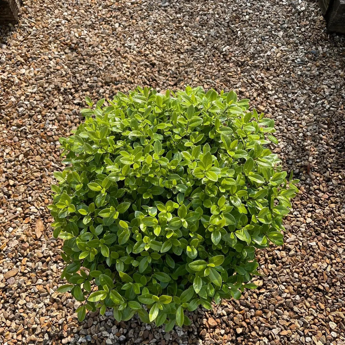 Pittosporum tenuifolium Golf Ball arbusto sferico sempreverde con fogliame verde brillante in giardino