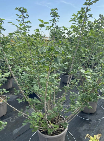 Viburno - Viburnum opulus