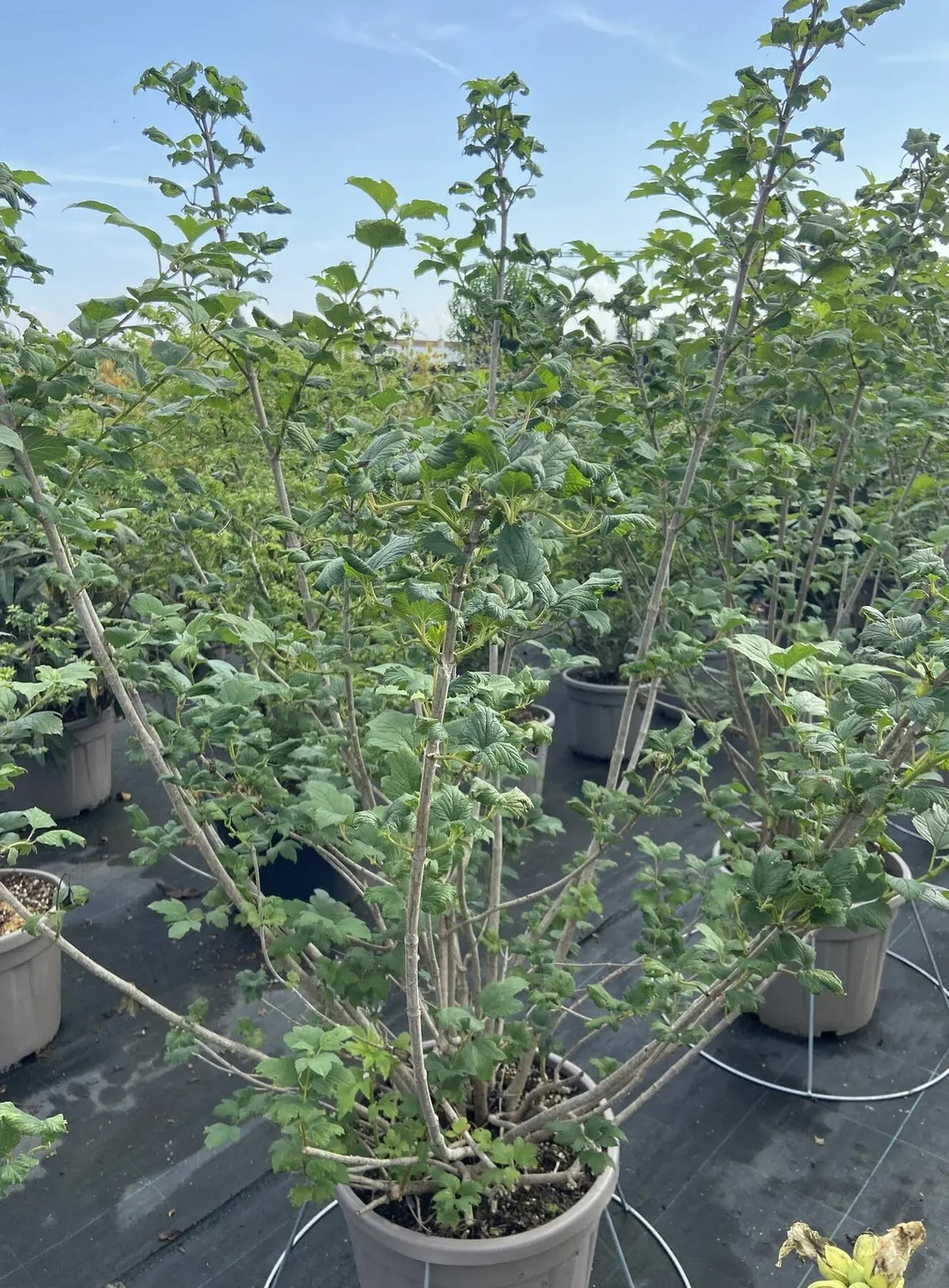 Viburno - Viburnum opulus 'Roseum'